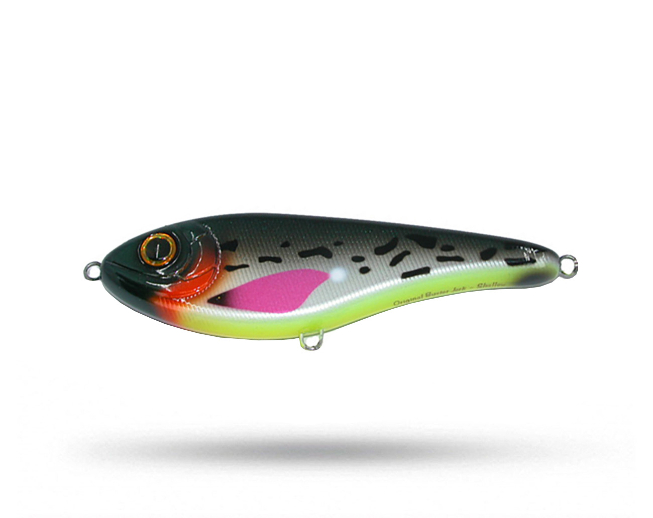 Kubira Fire Tail PG 30 Orange Belly Perch - Passion Carnassiers France