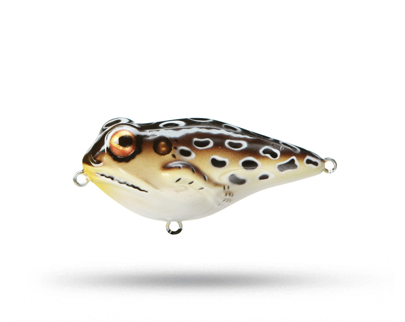 Rebel Frog - R - Cricket Frog