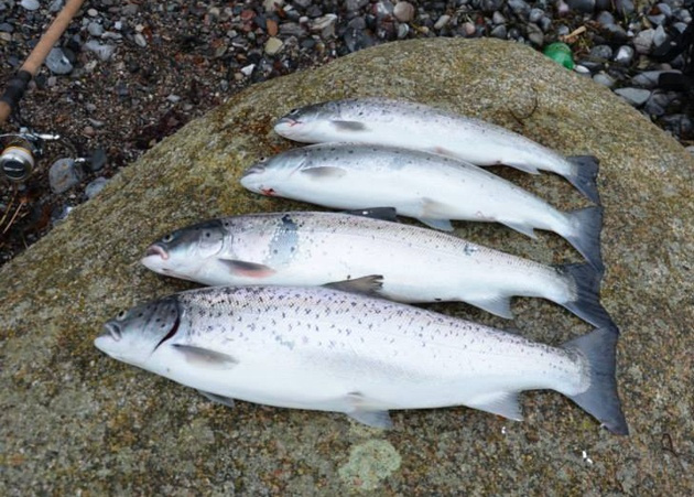 OGP Snurrebassen No.6 22 Gr