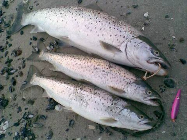 OGP Snurrebassen No.6 22 Gr