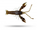 Bite of Bleak Yriel Craw 7cm (6-pack) - Johnnys Craw Bite of Bleak Yriel Craw 7cm (6-pack) - Johnnys Craw