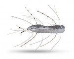 Z-Man Fuzzy BugZ - Electric Shad Z-Man Fuzzy BugZ - Electric Shad
